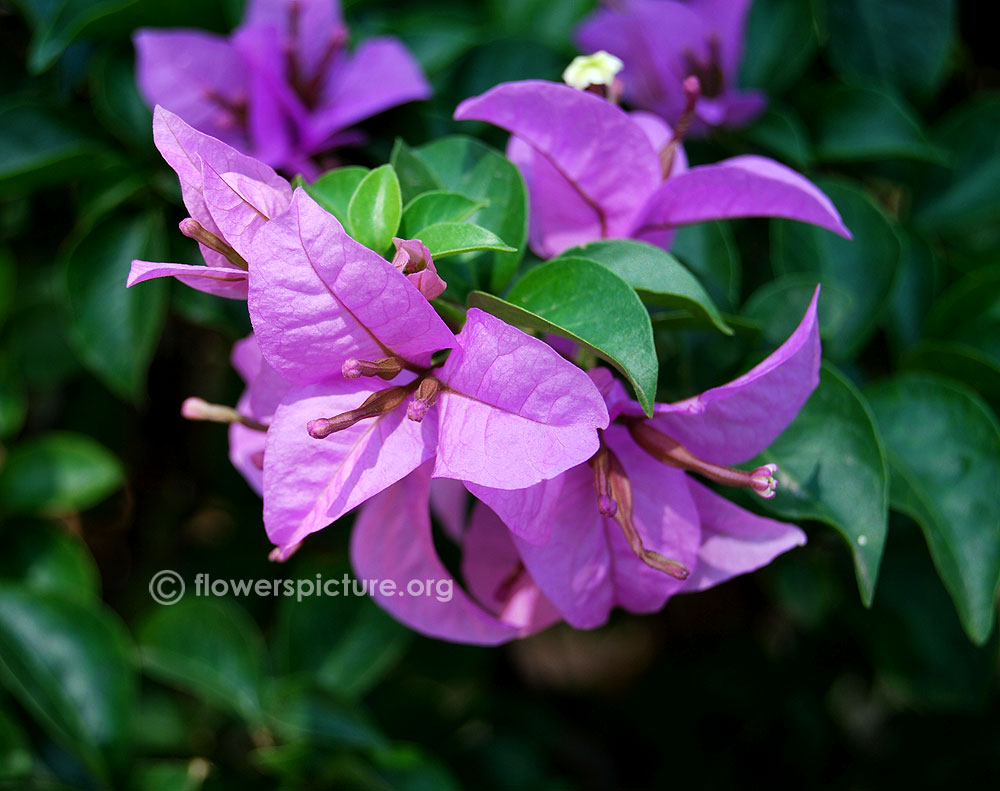 Pink bougainvillea