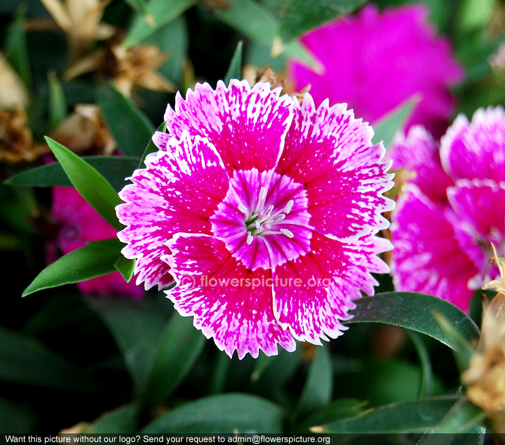 Pink dianthus