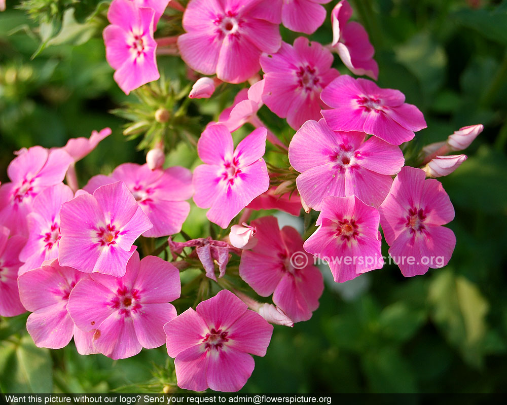 Pink garden phlox