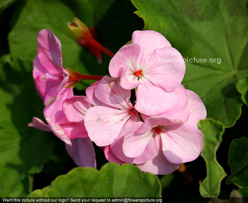 Pink geranium