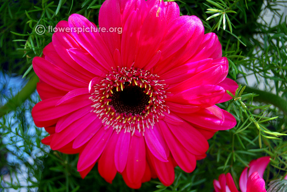 Pink gerbera daisy