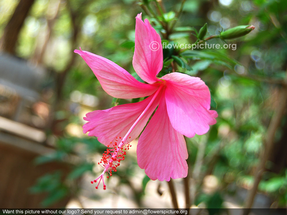 Pink hibiscus