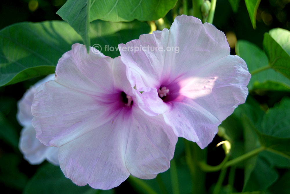 Pink morning glory flower