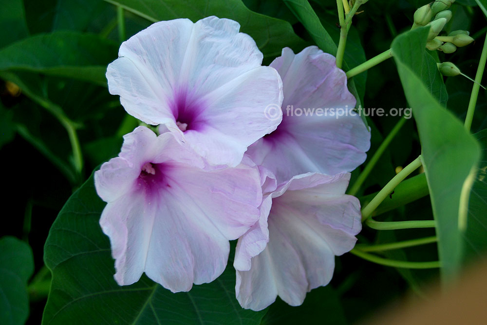 Pink morning glory