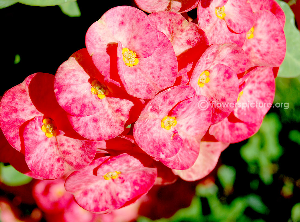 Pink orchid crown of thorns