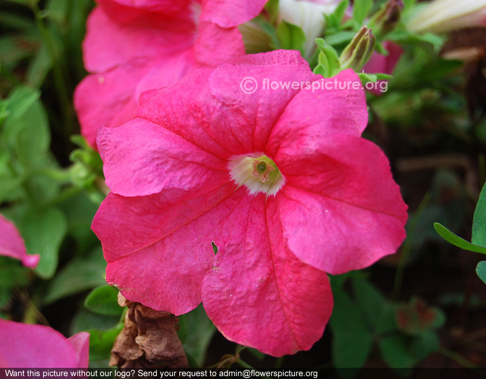 Pink petunia