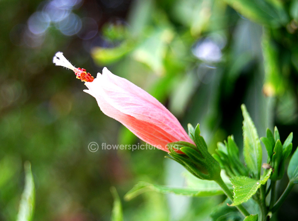 Pink sleeping hibiscus