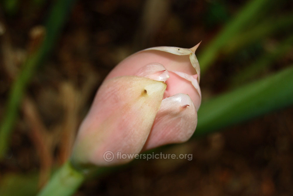 Pink torch ginger flower bud