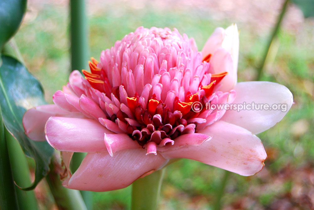 Pink Torch Ginger