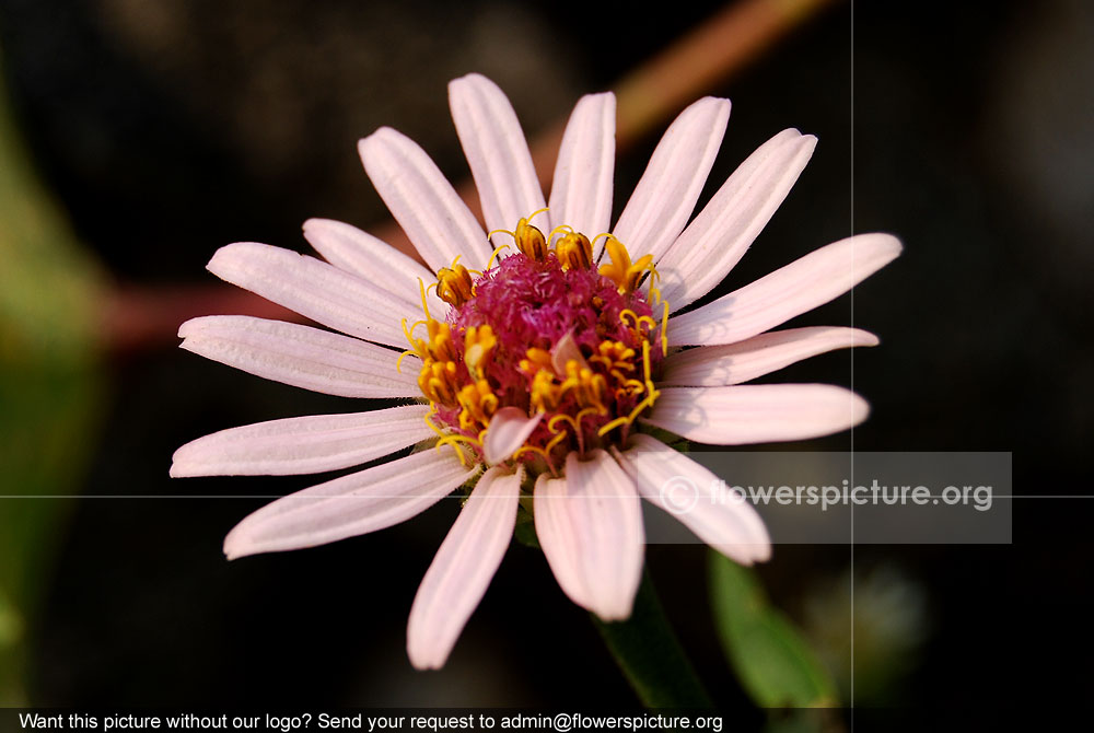 Pink zinnia pauciflora