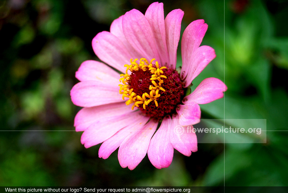 Pink zinnia