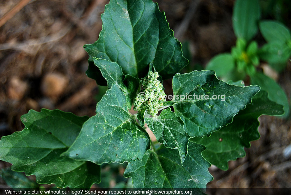 Pitseed goosefoot