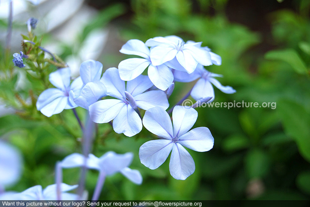 Plumbago Auriculata