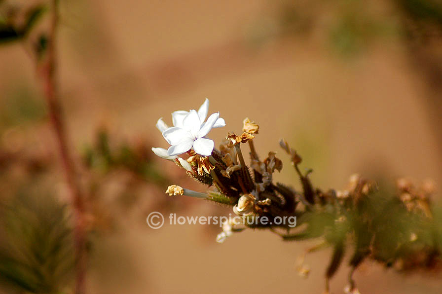 Plumbago Auriculata White