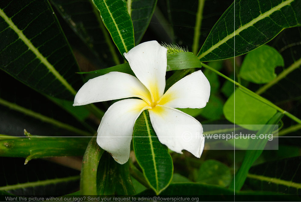 Plumeria Obtusa