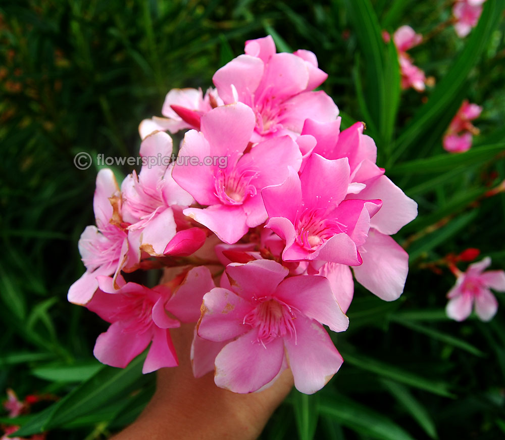 Plumeria rubra