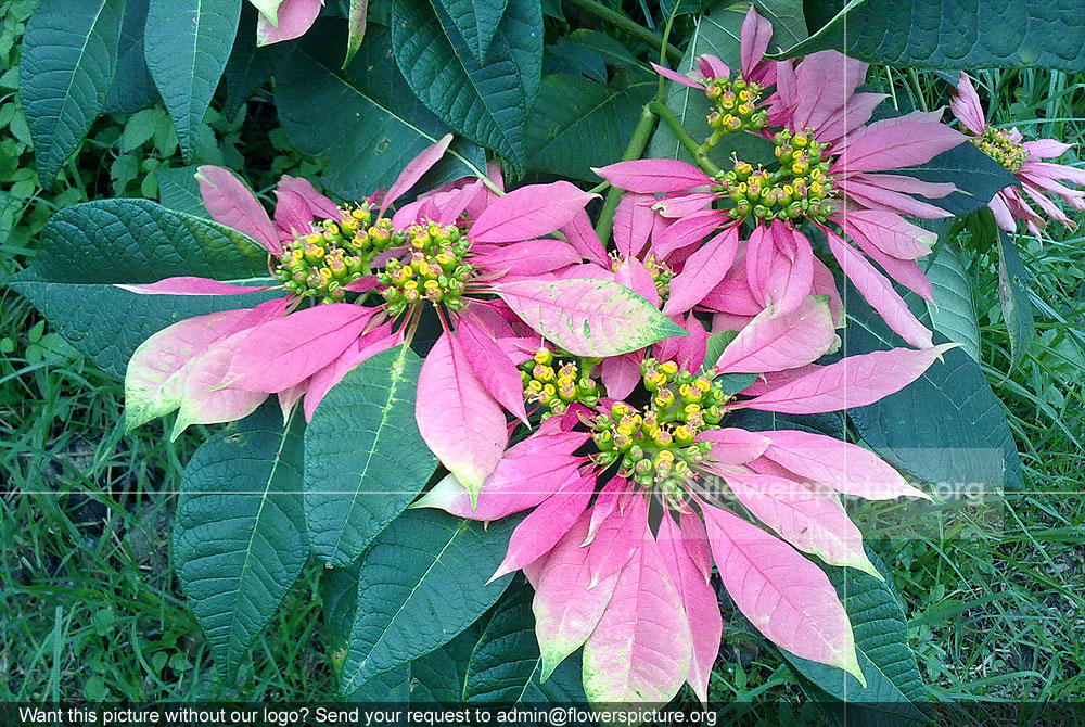 Poinsettia