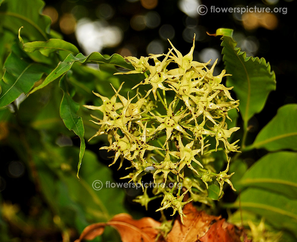 Polyalthia longifolia