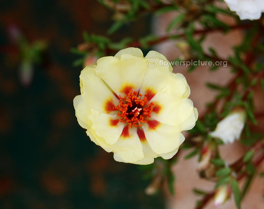 Portulaca grandiflora white