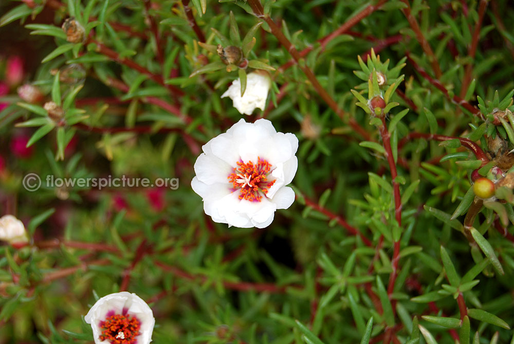 Portulaca grandiflora white-Plant, foliage, flowers buds, stems