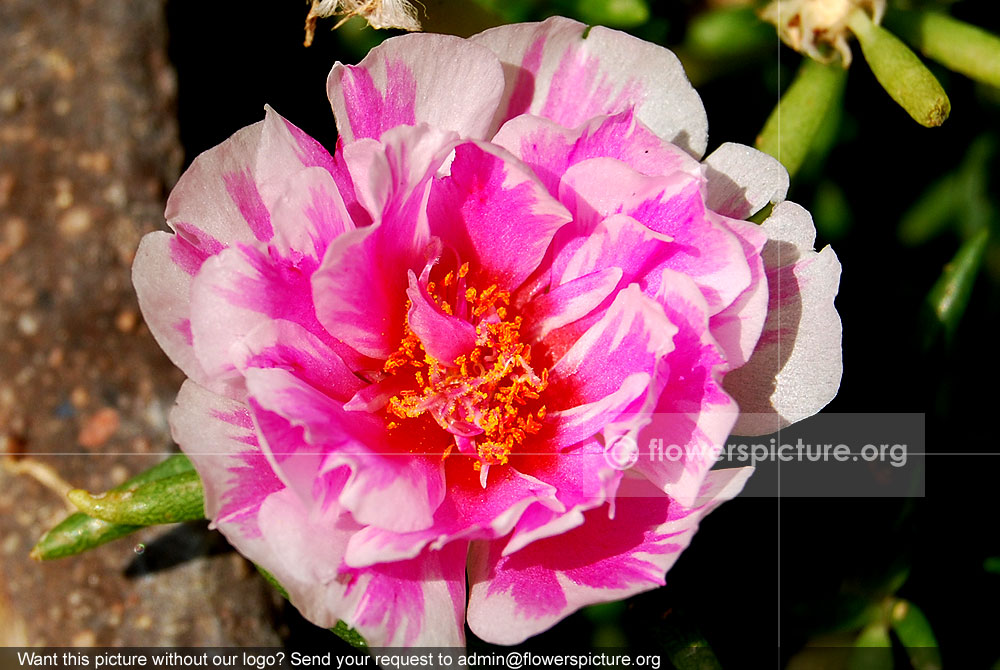 Portulaca