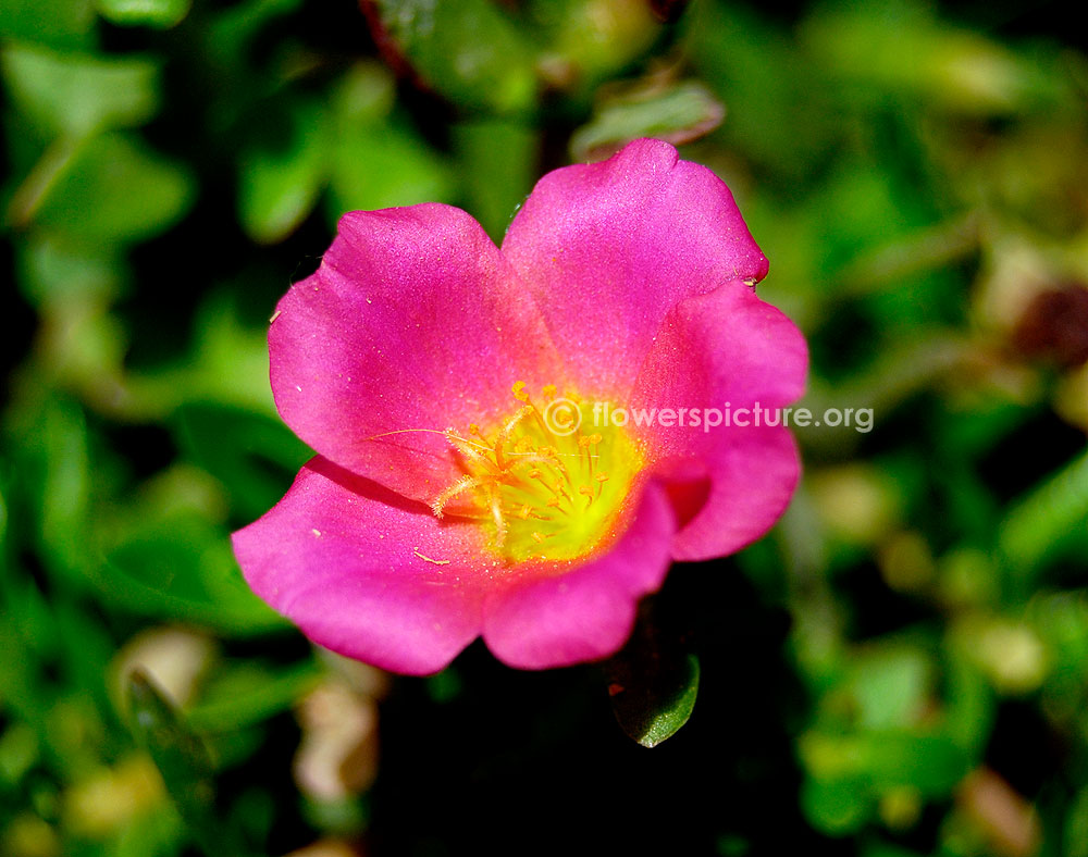 Portulaca Grandiflora