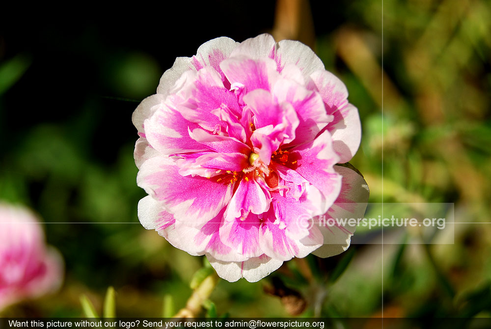 Portulaca Grandiflora Pink