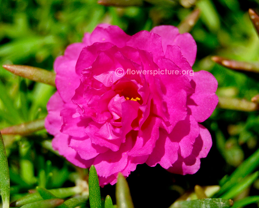 Portulaca Grandiflora Purple