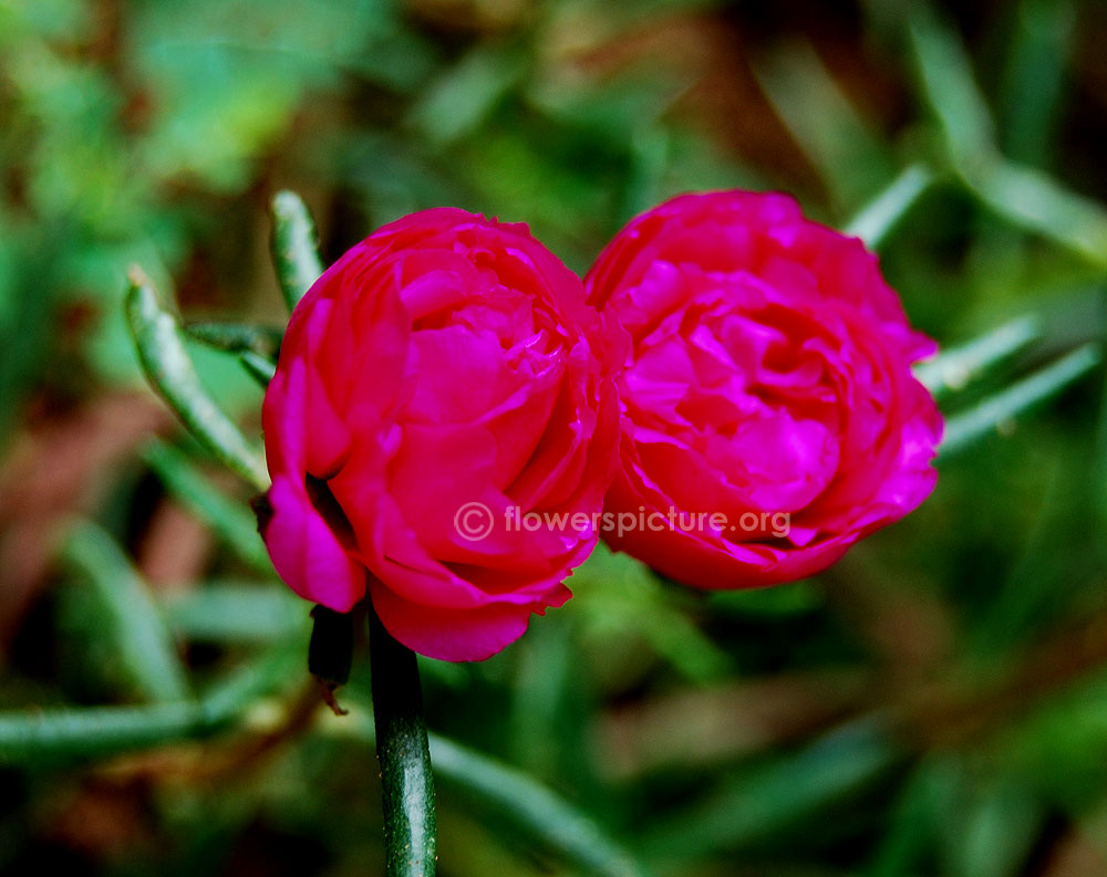 Portulaca grandiflora purple-Double flower