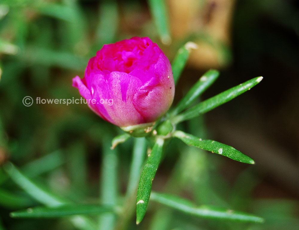 Flower bud & foliage