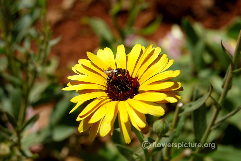 Pot marigold