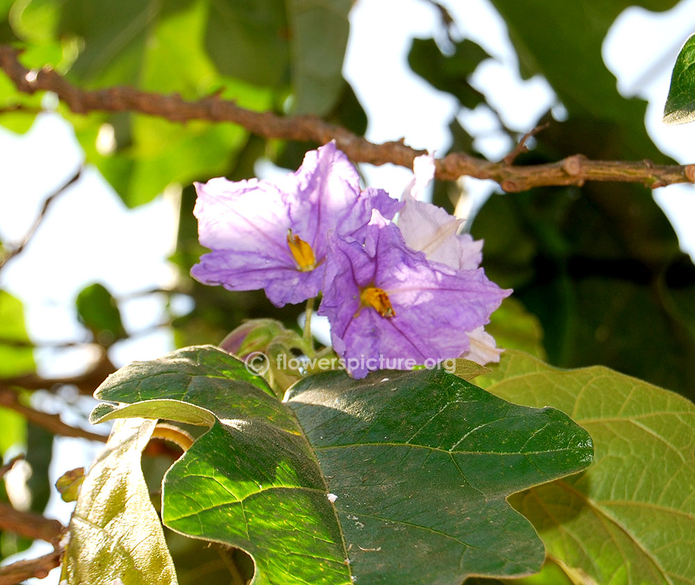 Potato Vine