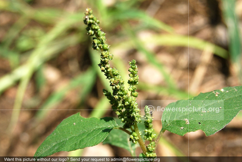 Prickly amaranth