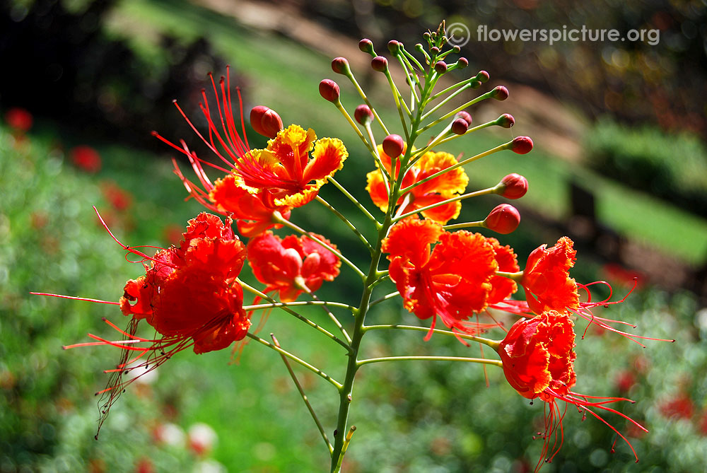 Pride of barbados