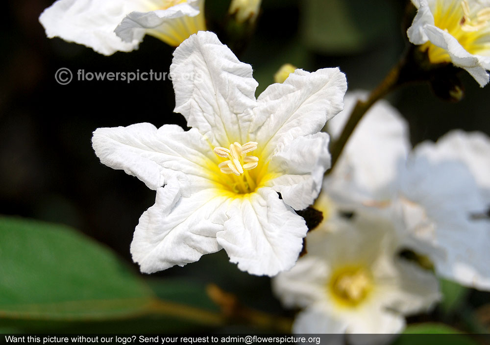 Cordia boissieri