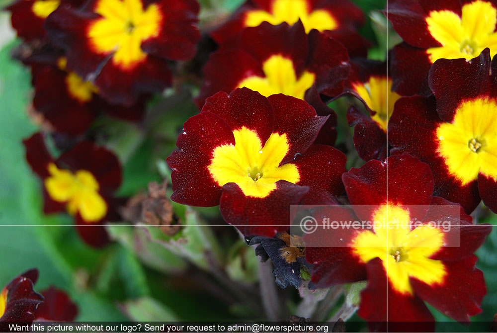 Primula Auricula