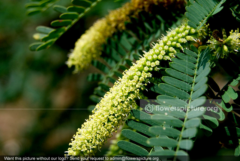 Prosopis juliflora flower