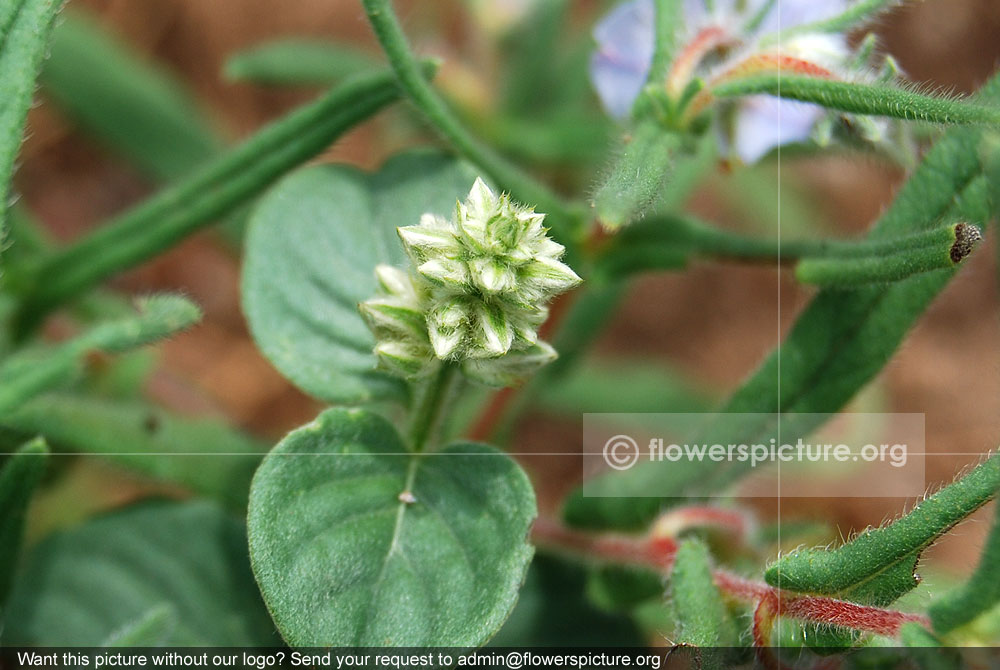 Prostrate gomphrena