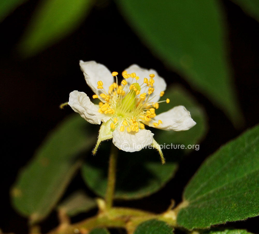 Prunus domestica