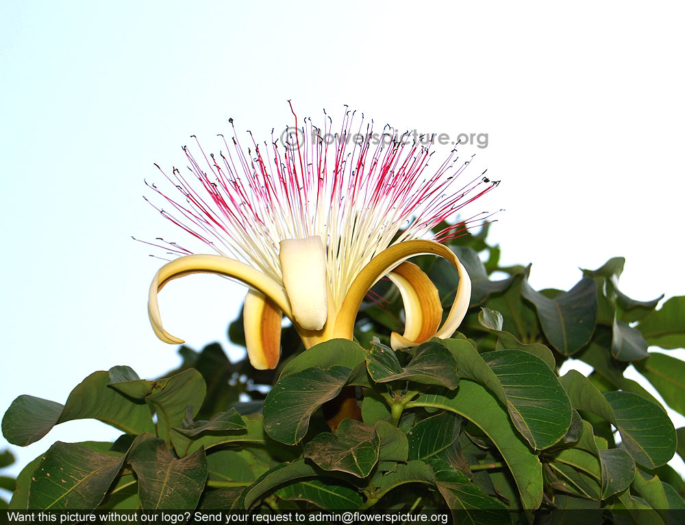 Pseudobombax ellipticum