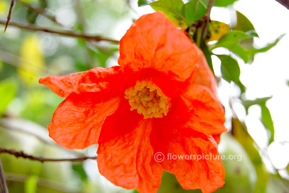 Punica granatum single petals