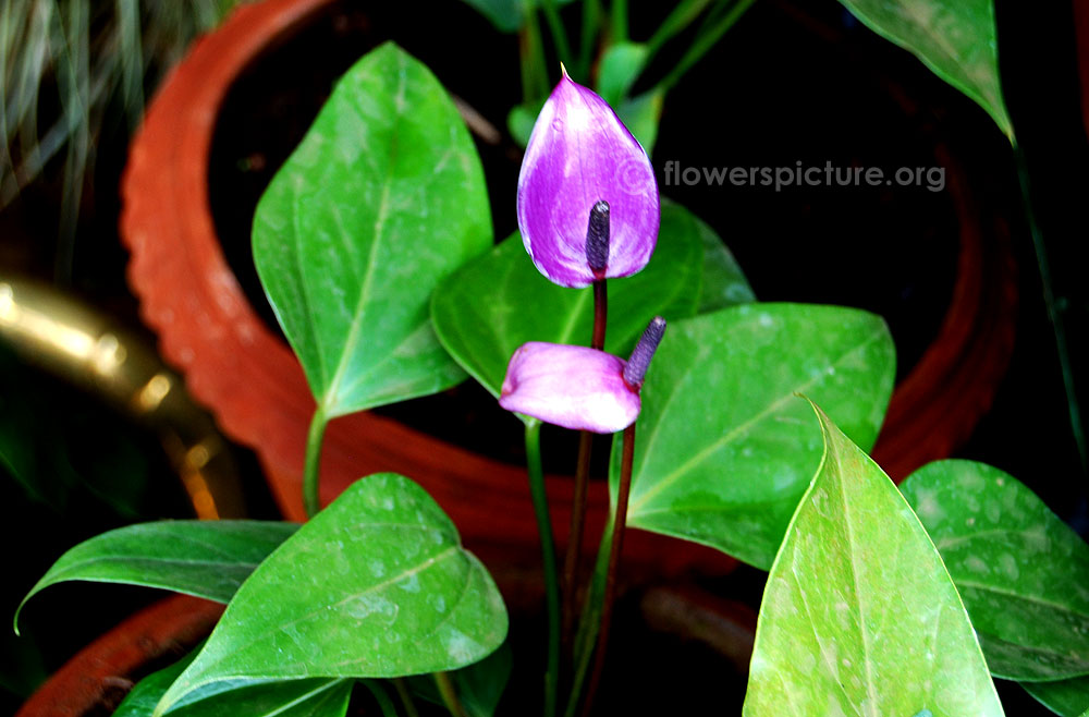 Purple anthurium