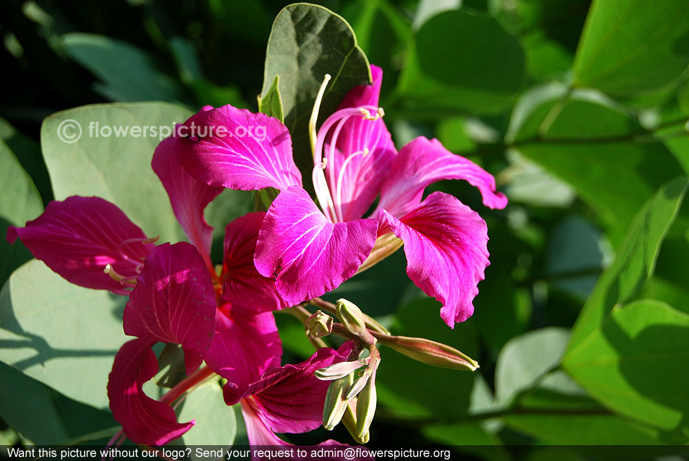 Purple orchid tree