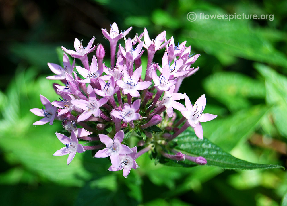 Purple pentas