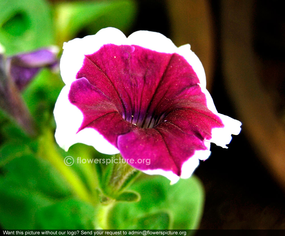 Purple petunia