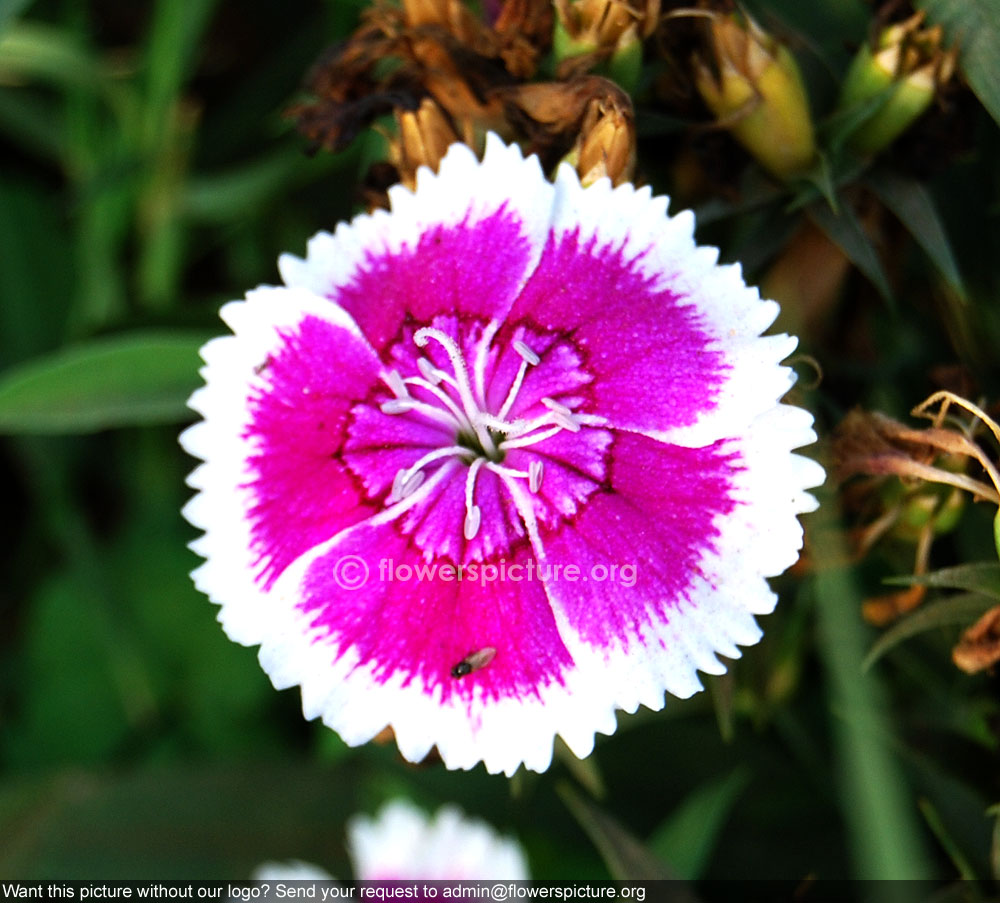 Purple picotee dianthus