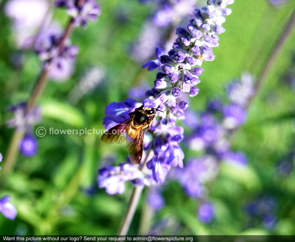 Purple salvia farinacea