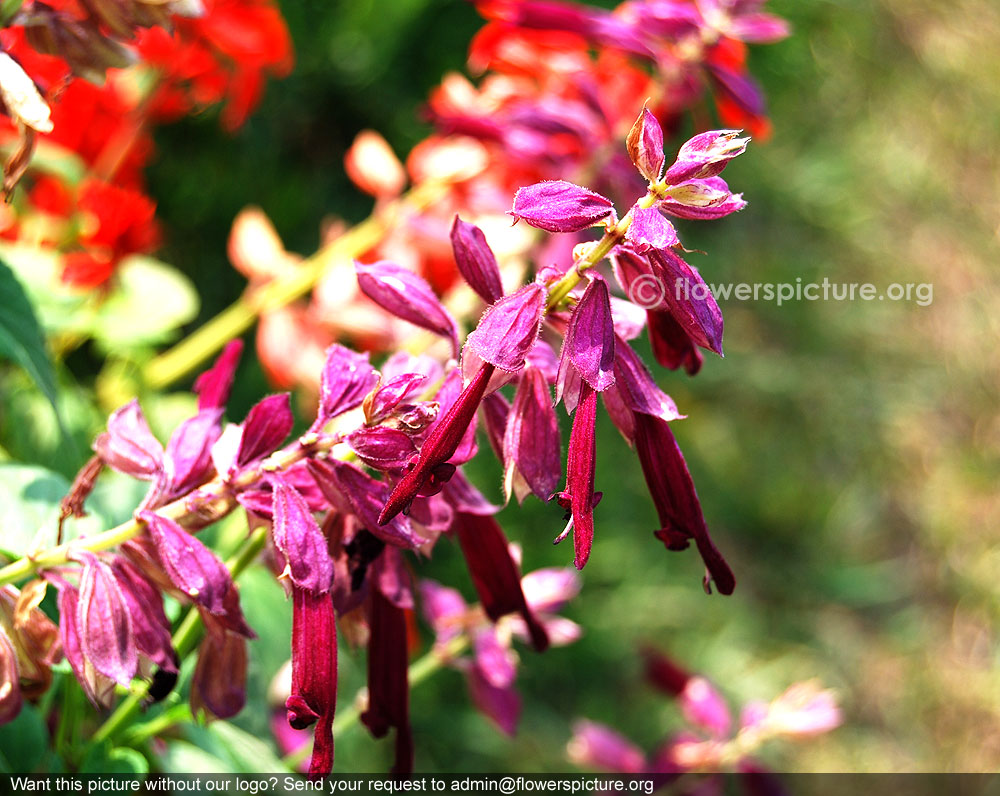 Purple salvia splendens