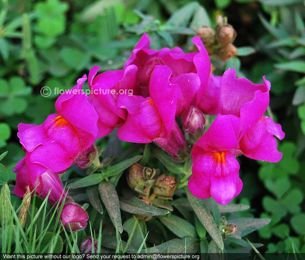 Purple snapdragon