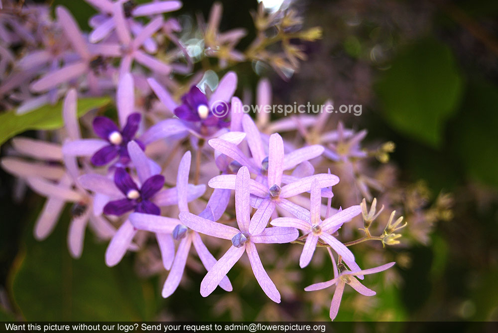 Purple wreath vine